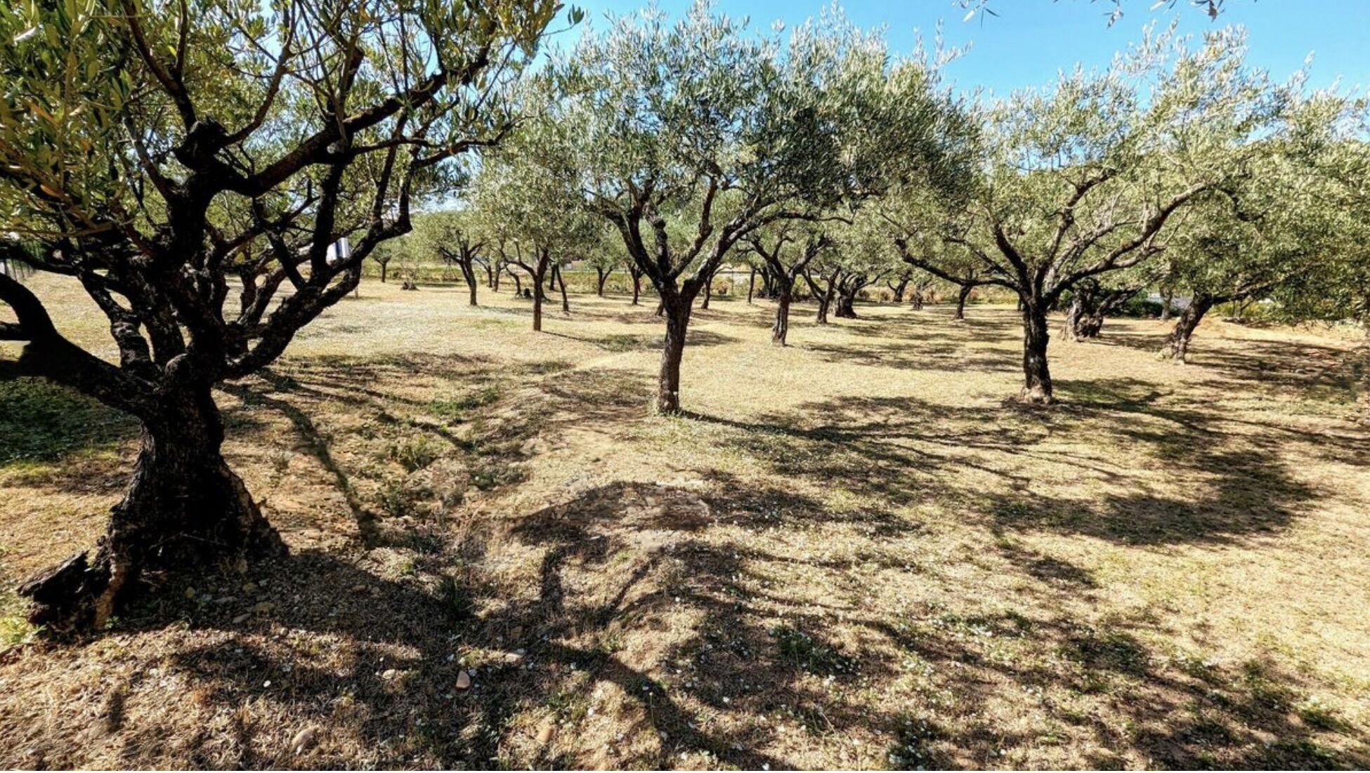 Terrain  à vendre Lorgues 83510