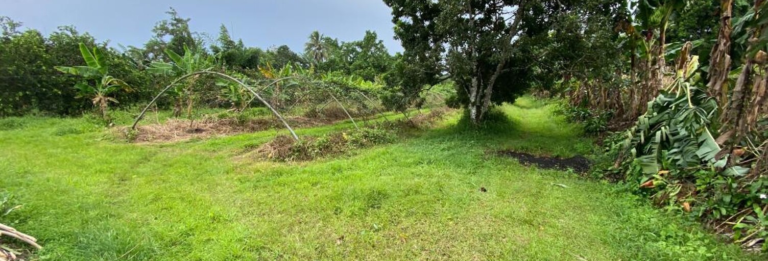 Terrain  4800 m² à vendre à Basse-Pointe (97218)