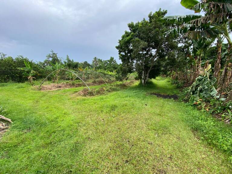 Terrain À Vendre à Basse Pointe — photo 1
