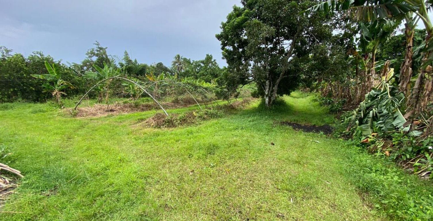 Terrain À Vendre à Basse Pointe — photo 1