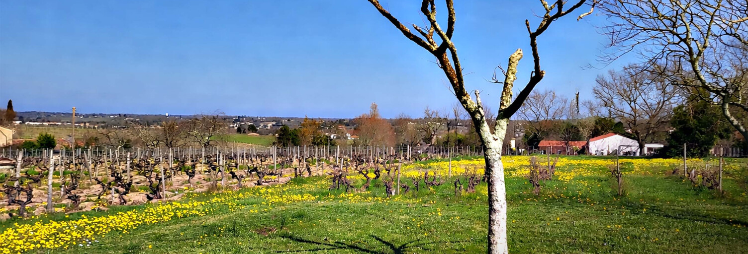 Terrain  1467 m² à vendre à Quinsac (33360)