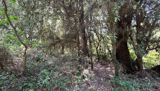 Terrain  à vendre Grand-Village-Plage (Le) 17370