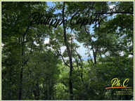 Terrain 2 255 m²  à vendre  LE FRANCOIS (972) — photo 4