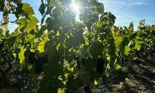 Maison  3918 m² à vendre à Romanèche-Thorins (71570)