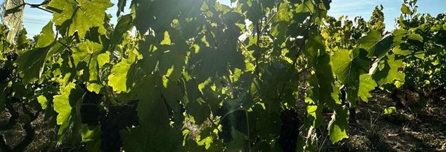 Maison  3918 m² à vendre à Romanèche-Thorins (71570)