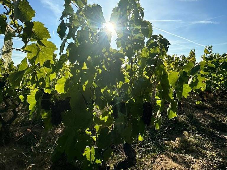 A vendre vignes AOC Moulin à Vent — photo 1