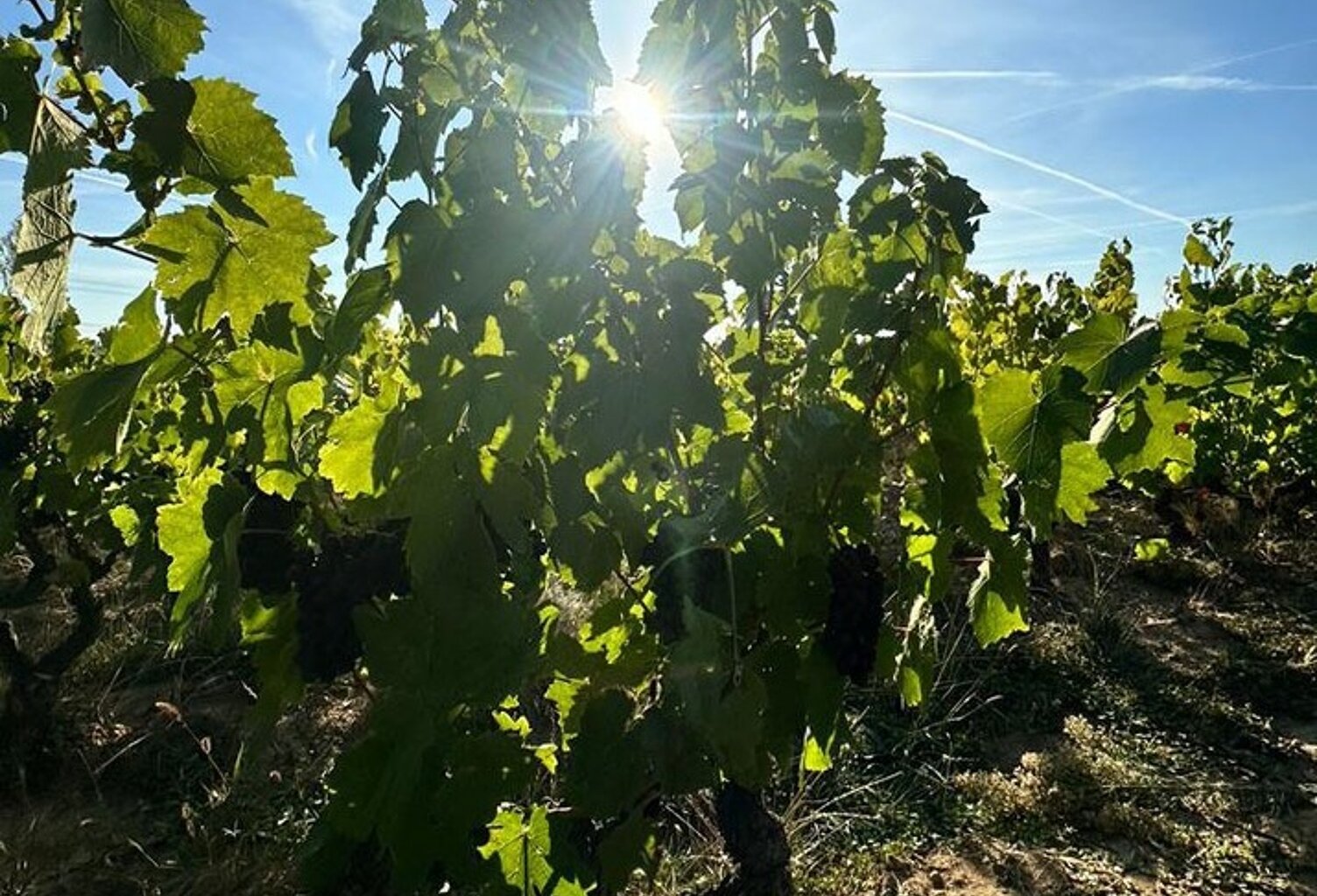 A vendre vignes AOC Moulin à Vent — photo 1