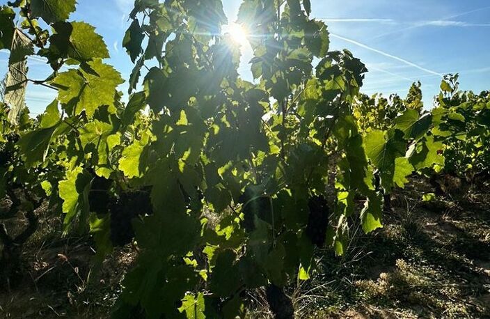 A vendre vignes AOC Moulin à Vent — photo 4
