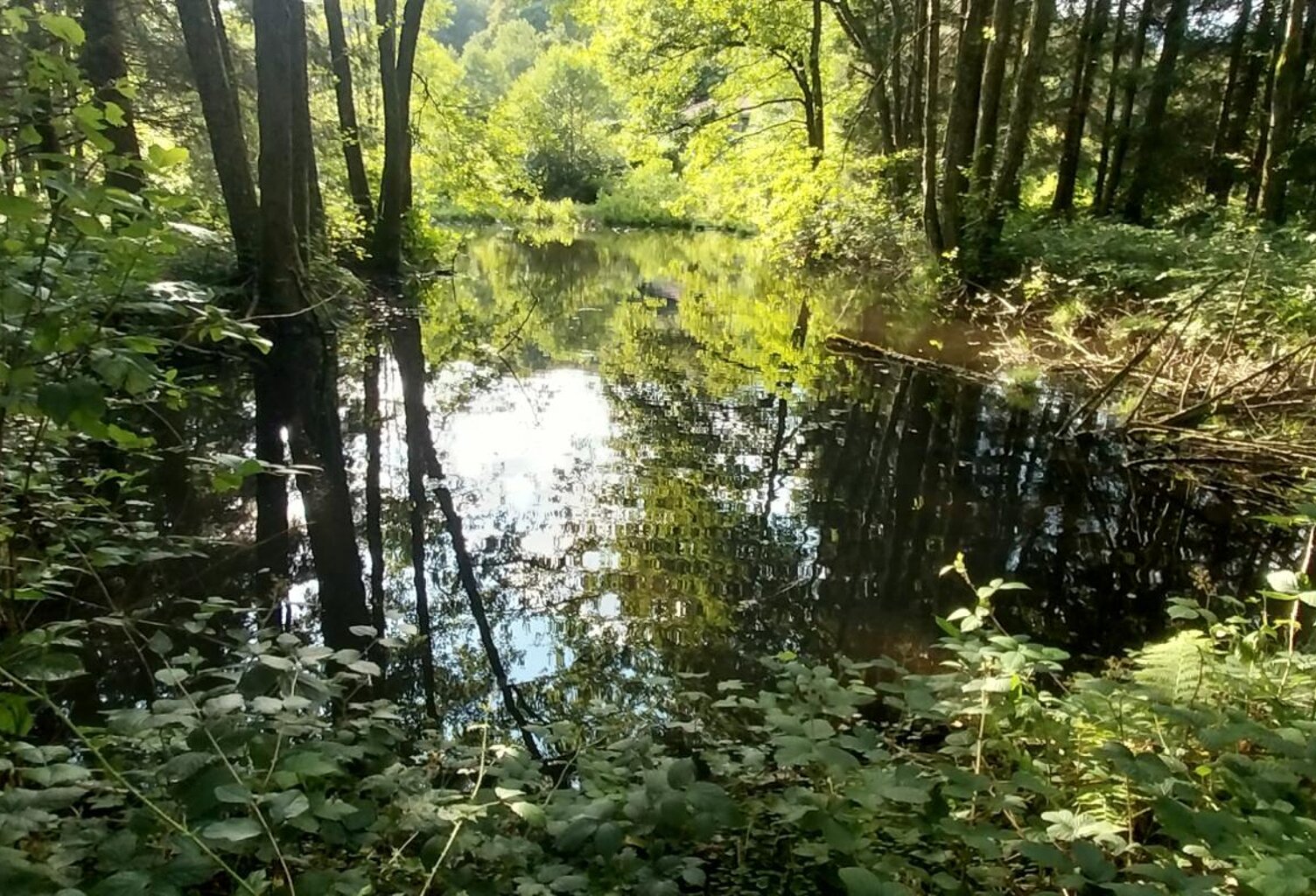 Rare à la vente secteur mille étangs ! Etang avec terrain et cabanon — photo 1