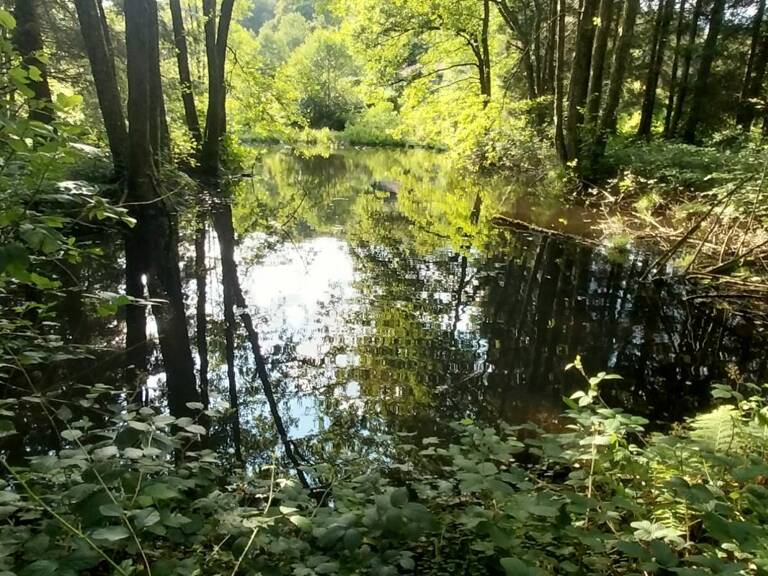 Rare à la vente secteur mille étangs ! Etang avec terrain et cabanon — photo 1