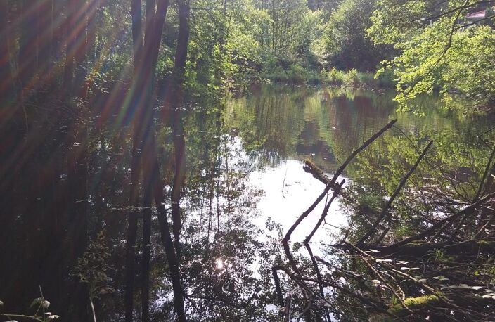 Rare à la vente secteur mille étangs ! Etang avec terrain et cabanon — photo 4