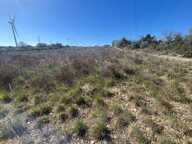 Terrain agricole plat de 1 hectare — photo 2
