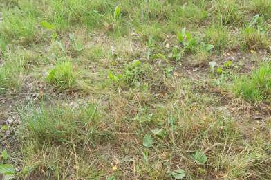 Terrain  48000 €