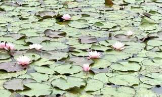 Terrain  10501 m² à vendre à Bourgbarré (35230)