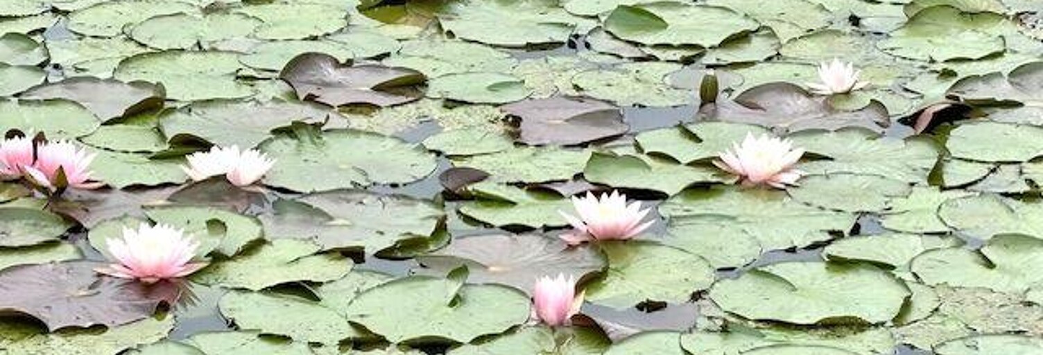 Terrain  10501 m² à vendre à Bourgbarré (35230)