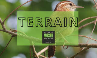 Terrain  7099 m² à vendre à Angresse (40150)