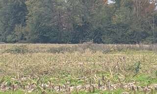 Terrain  4648 m² à vendre à Buzet-sur-Baïse (47160)