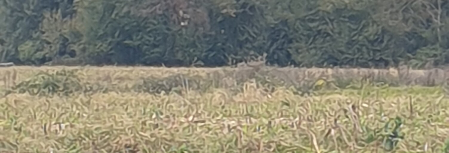 Terrain  4648 m² à vendre à Buzet-sur-Baïse (47160)