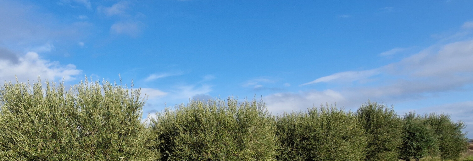 Terrain  4890 m² à vendre à Combas (30250)