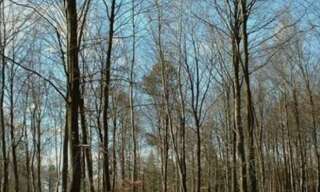 Terrain  3100 m² à vendre à Échourgnac (24410)