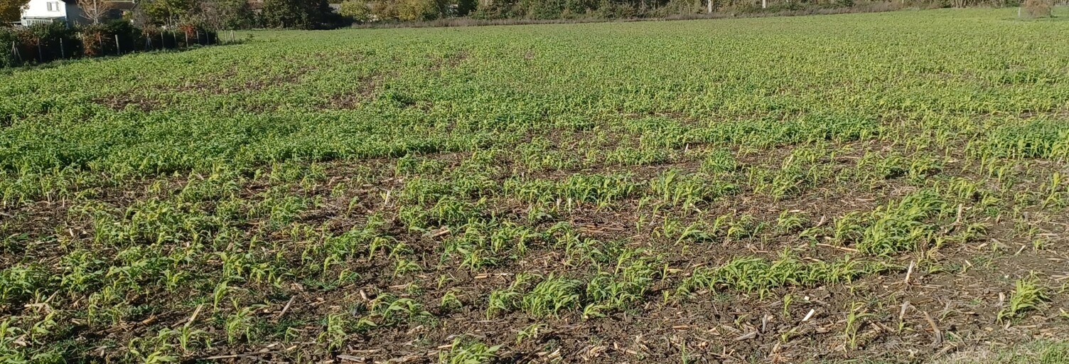 Terrain  3070 m² à vendre à Chouppes (86110)