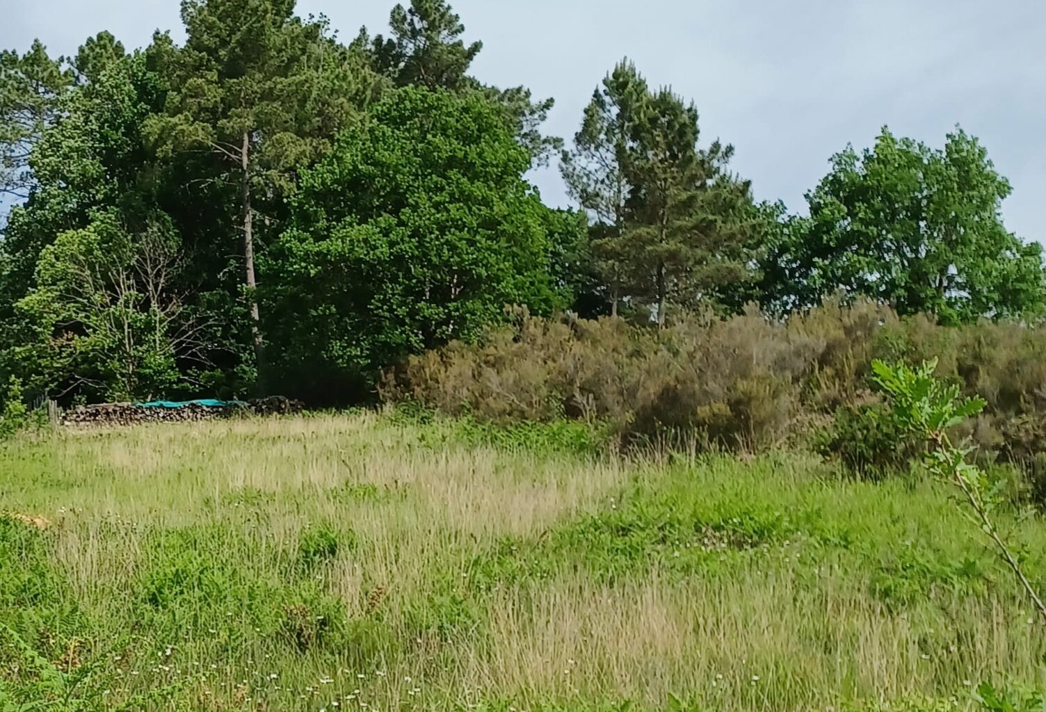 Vente Terrain à bâtir 7 136 m&sup2; — photo 1