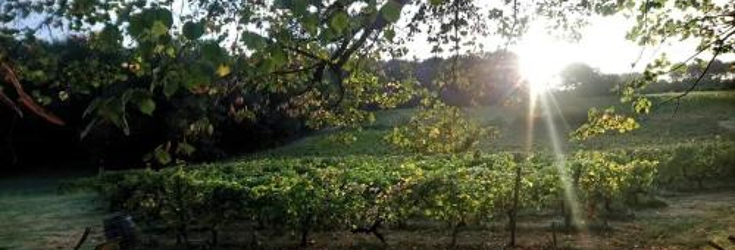 Terrain 828 m² à construire Sallebœuf (33370)