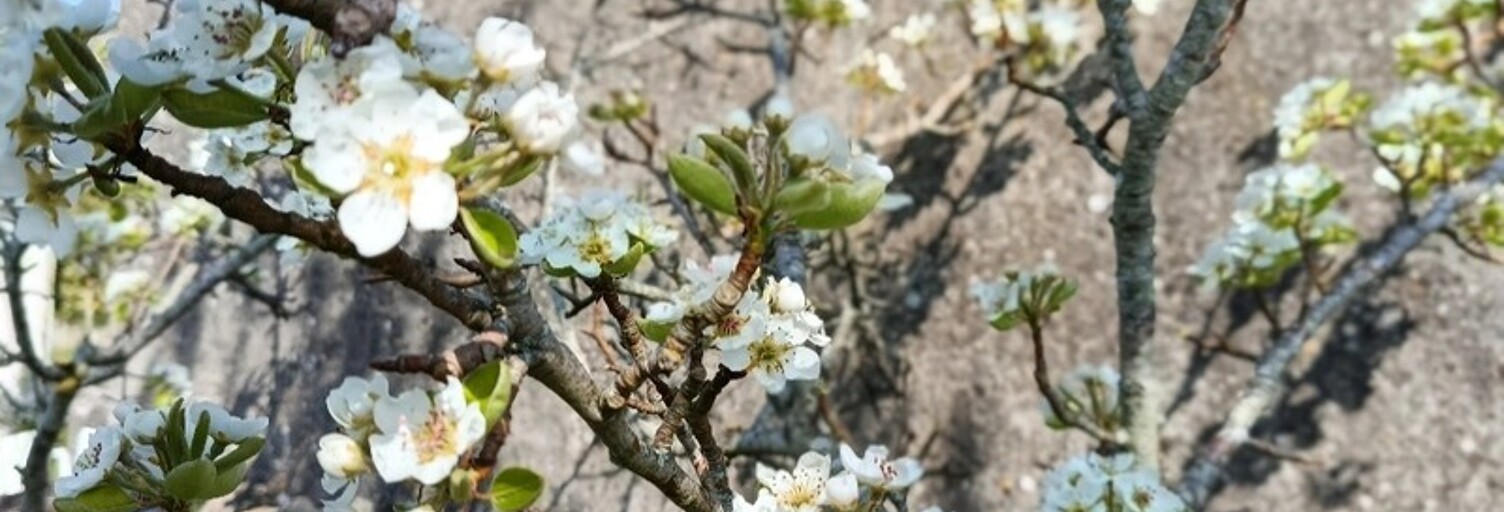Photo N° 2