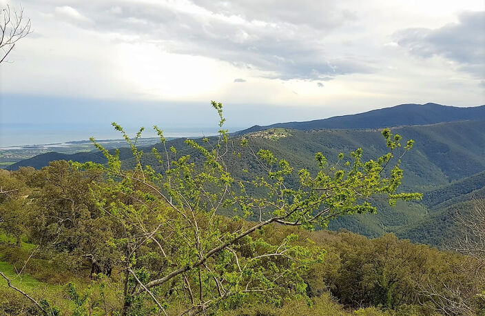 A SAISIR TERRAIN DE 215m2 A VENDRE A PRUNELLI DI FIUMORBO! — photo 4