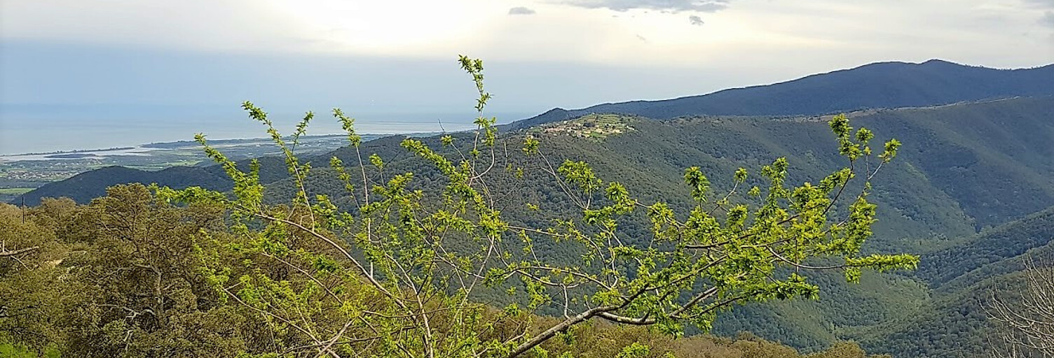 Terrain  215 m² à vendre à Prunelli-di-Fiumorbo (20243)