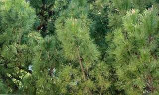 Appartement 4 Pièces 82 m² à vendre à Montpellier (34080)