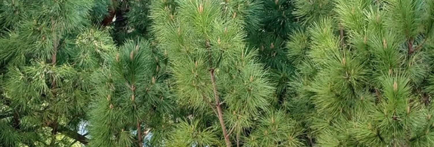 Appartement 4 Pièces 82 m² à vendre à Montpellier (34080)