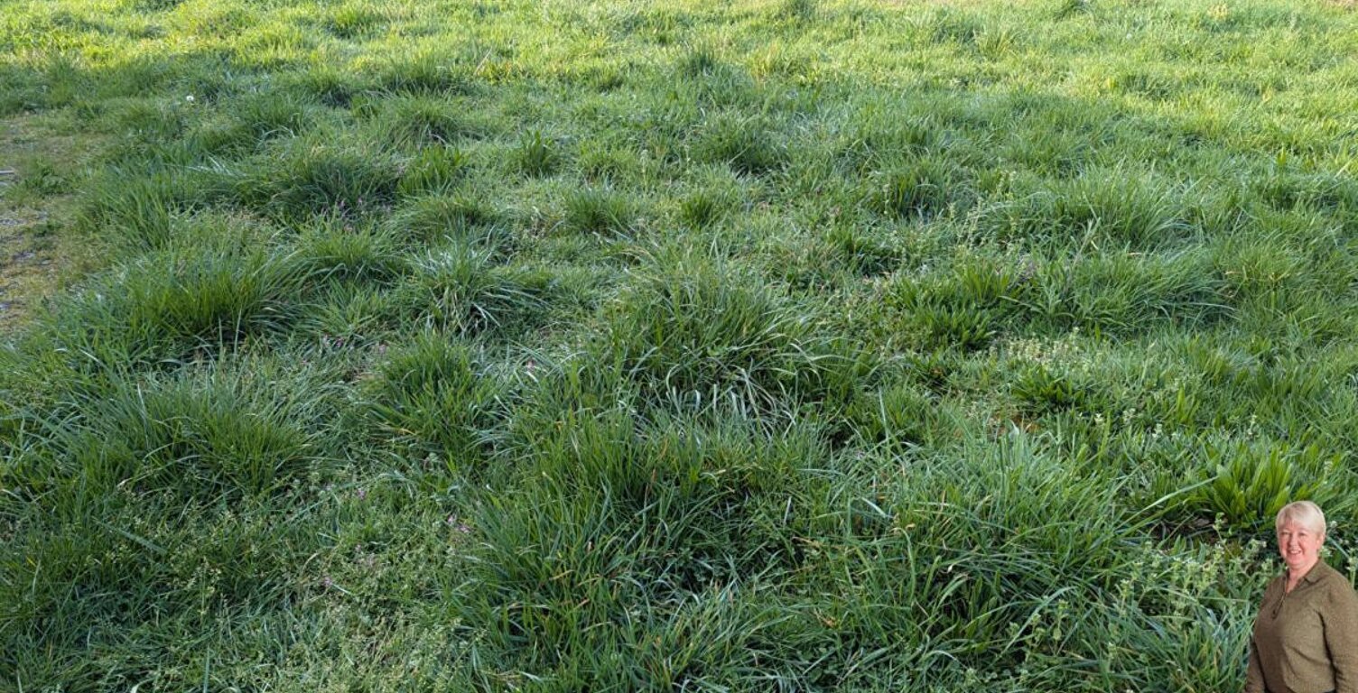 Terrain — photo 1