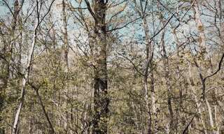 Terrain  6725 m² à vendre à Charny Orée de Puisaye (89120)