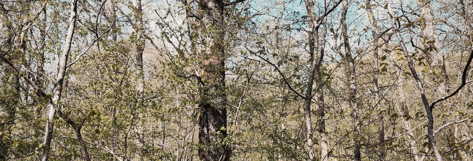 Terrain  6725 m² à vendre à Charny Orée de Puisaye (89120)