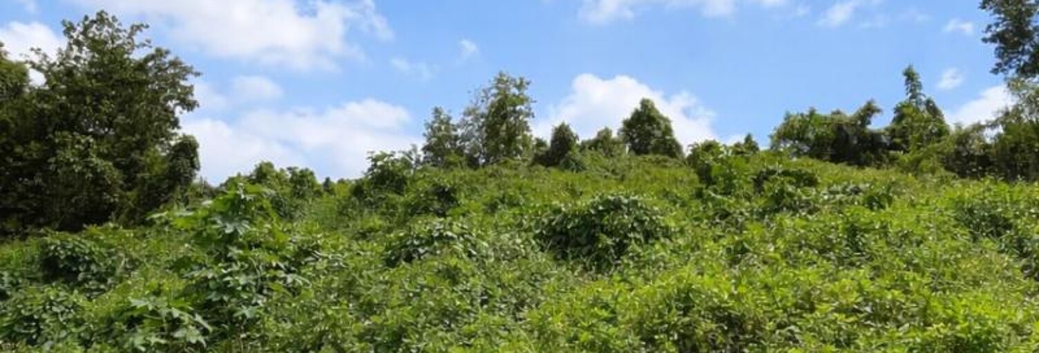 Terrain  865 m² à vendre à Les Abymes (97139)