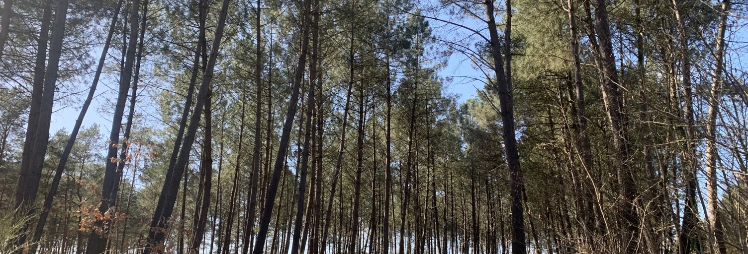 Terrain  67925 m² à vendre à Mézeray (72270)