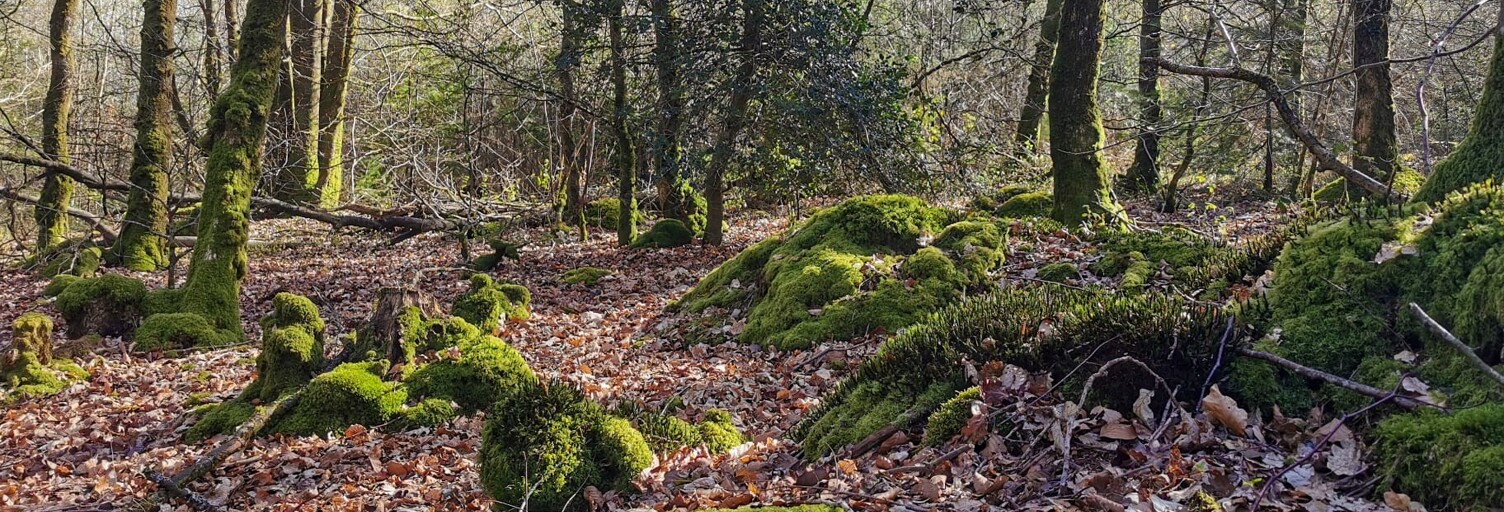 Terrain  10800 m² à vendre à Poullaouen (29246)