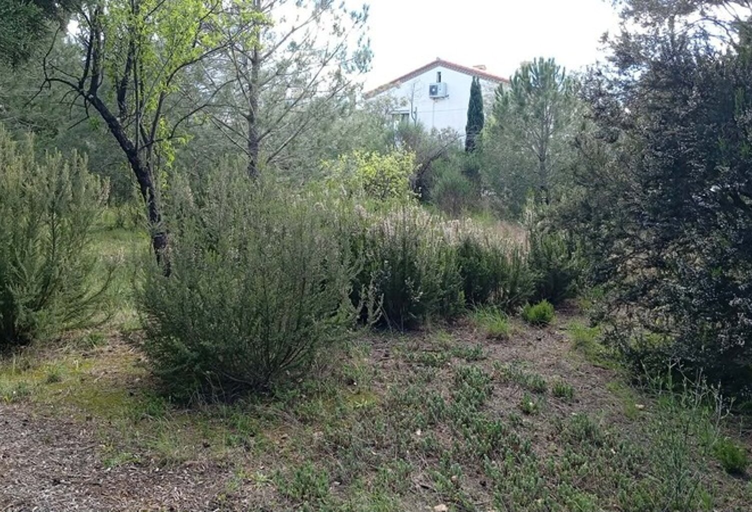 Terrain à vendre - LE BOULOU (MAS BLANC) — photo 1