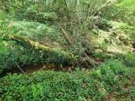 Terrain à vendre de 4 300,00 m² proche de DINAN (22) — photo 3