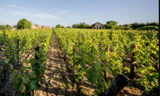 Terrain  48012 m² à vendre à Saint-Sulpice-de-Faleyrens (33330)