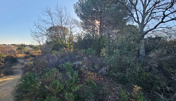 Terrain  à vendre Villelongue-dels-Monts 66740