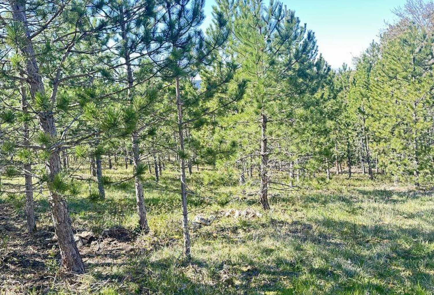 Vente Terrain 501 m&sup2; — photo 1