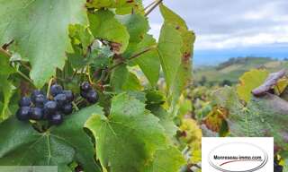 Terrain  12844 m² à vendre à Fleurie (69820)