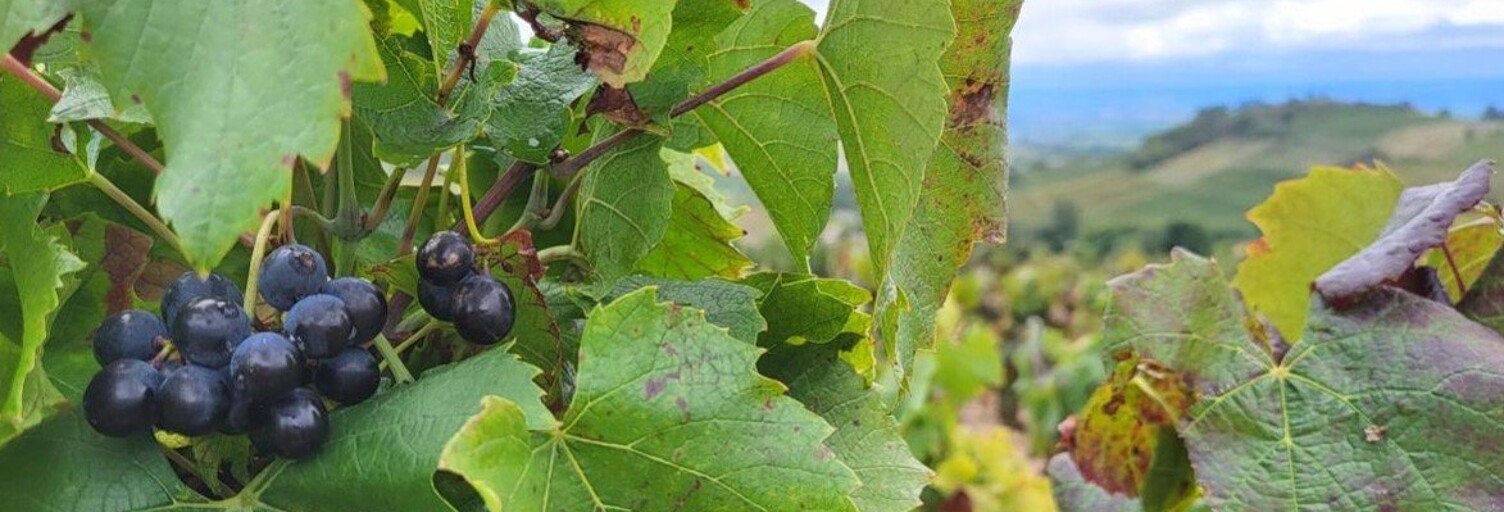 Terrain  12844 m² à vendre à Fleurie (69820)