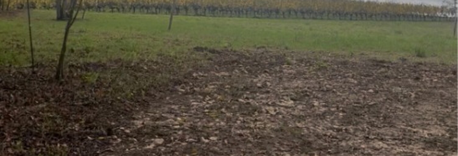 Terrain  5000 m² à vendre à Langoiran (33550)