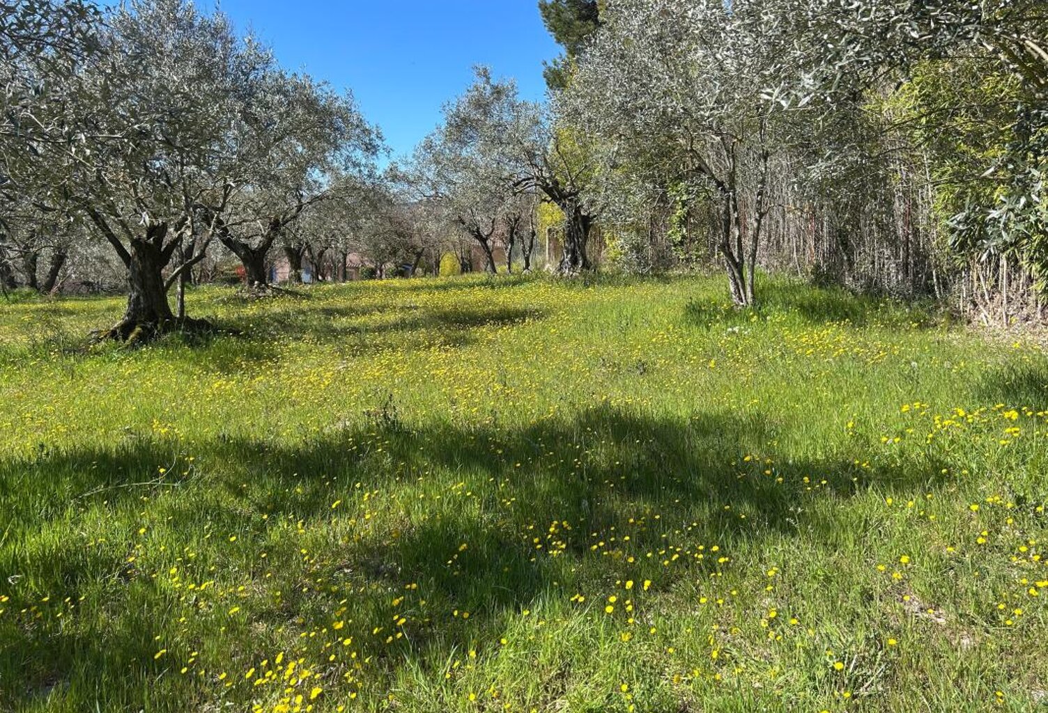 Terrain À Vendre — photo 1