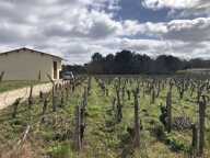TERRAIN AGRICOLE 1,1 HECTARE AVEC BATIMENT /commune de Queyrac — photo 2