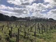 TERRAIN AGRICOLE 1,1 HECTARE AVEC BATIMENT /commune de Queyrac — photo 3
