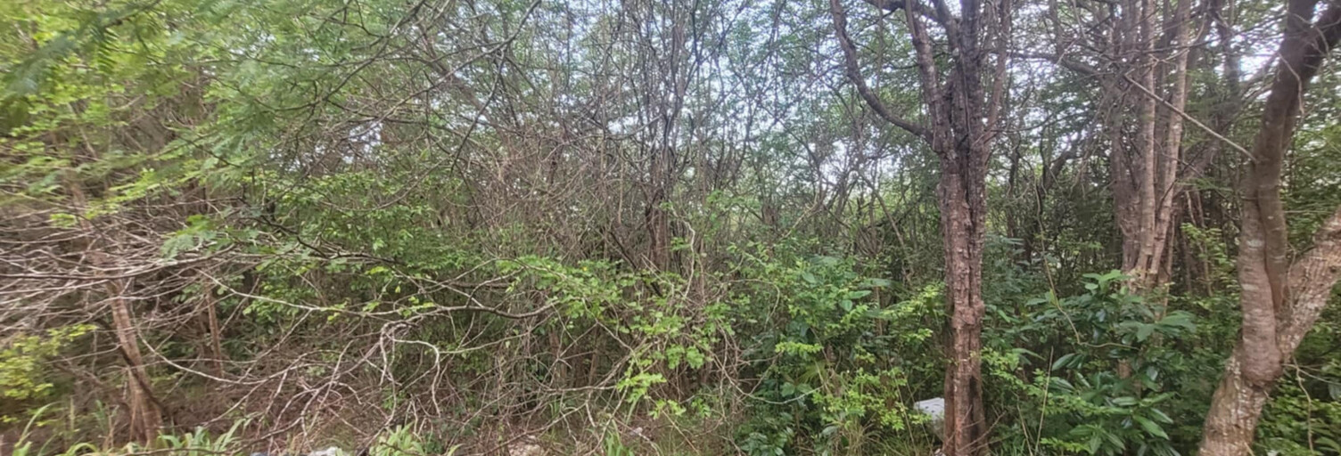 Terrain  4936 m² à vendre à Sainte-Anne (97180)